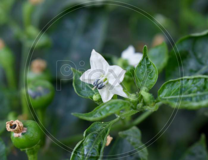 plant, leaf, white, chilli flower, flower