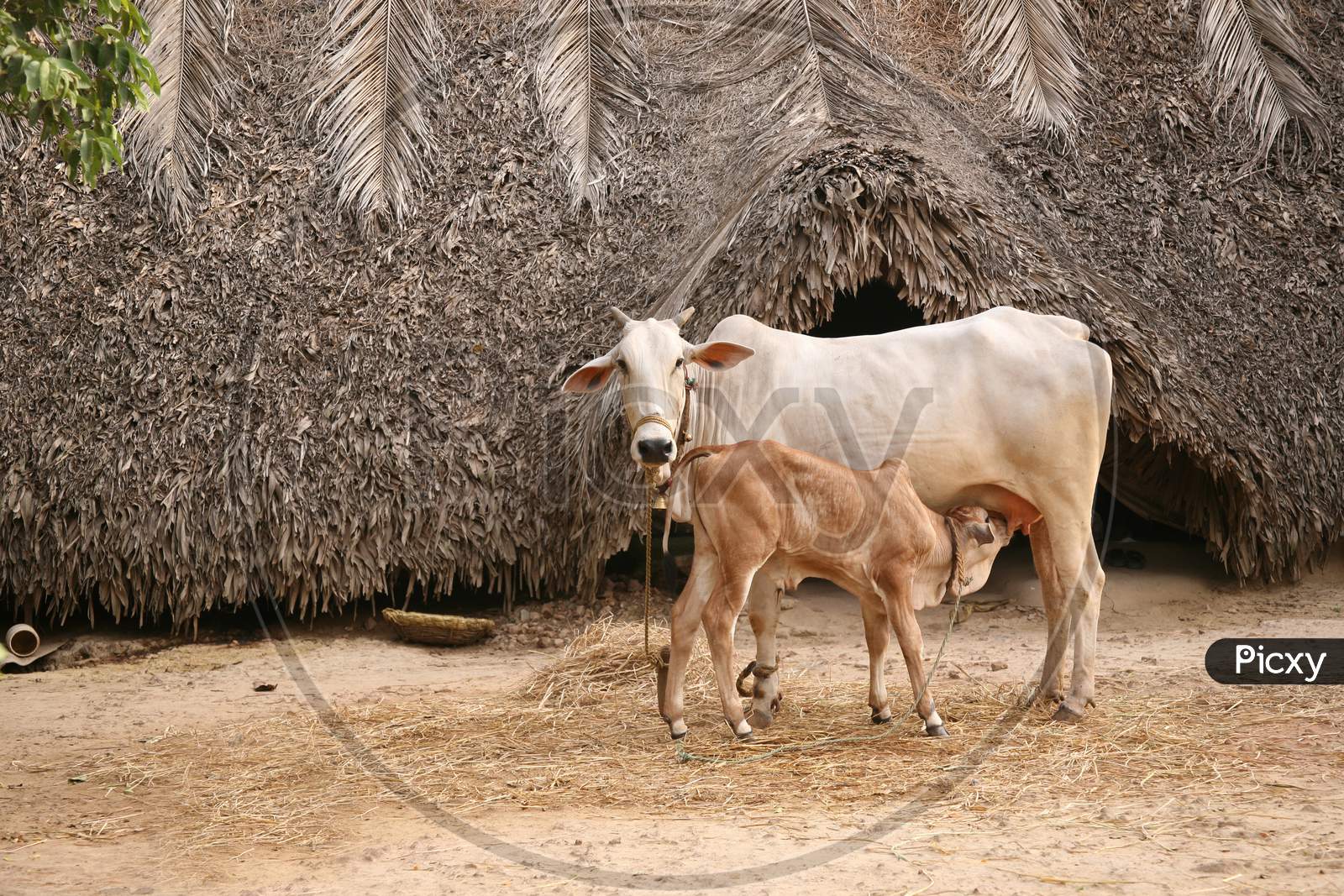 Rural Indian Cow & Calf