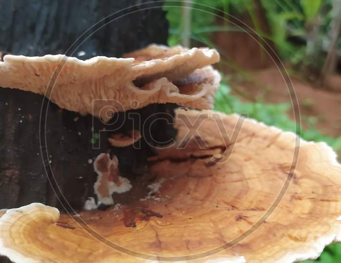 Selective Focus On Mushrooms Closeup View