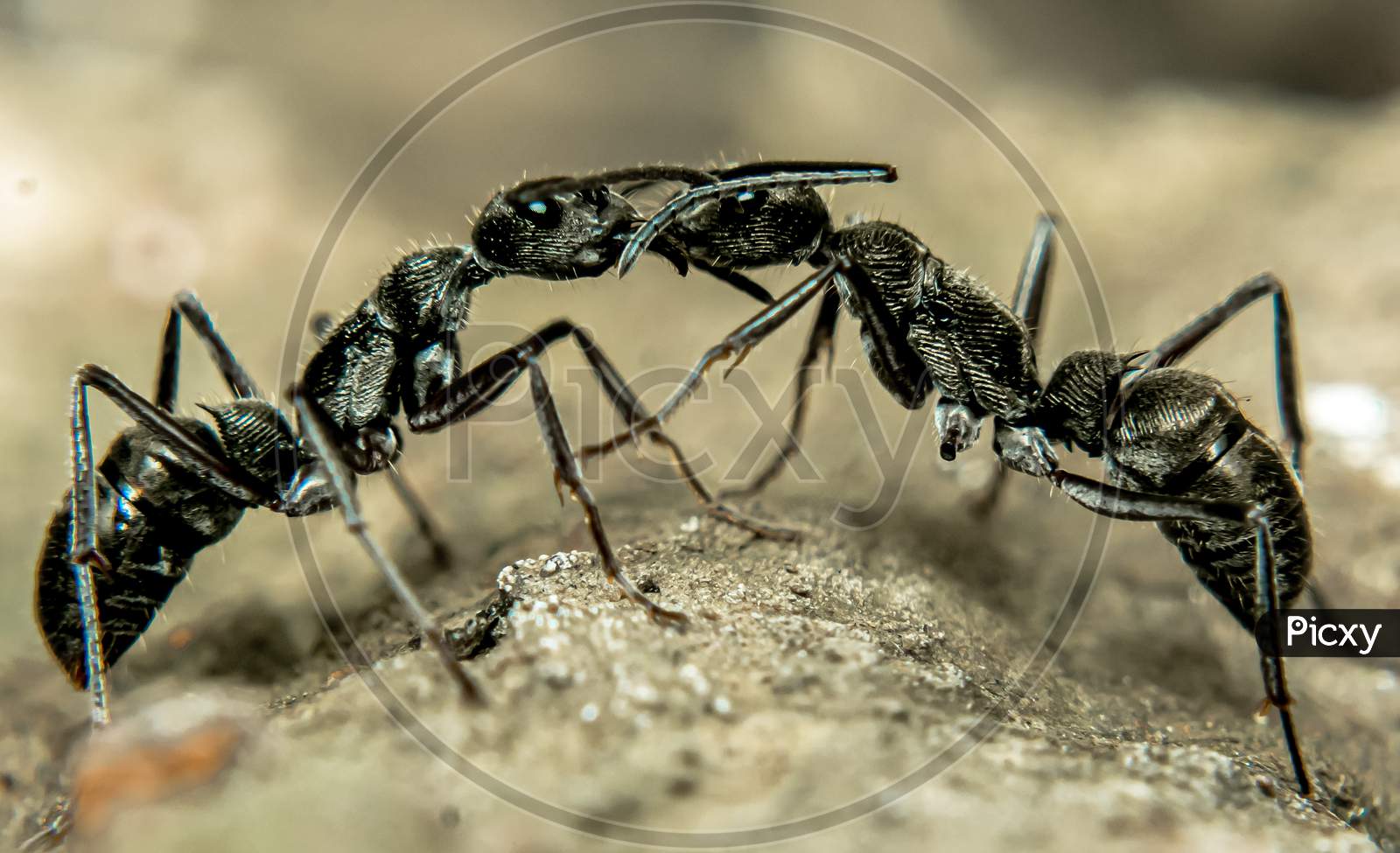 Two ants fight