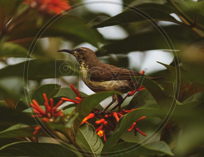 Portrait of a small brown bird sitting in the foliage