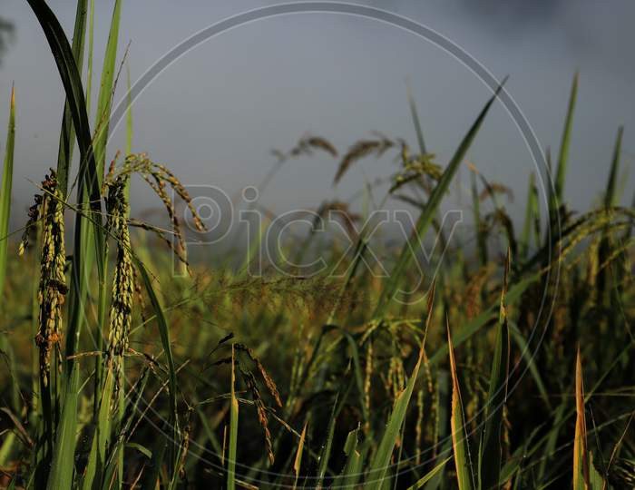 Paddy cultivation