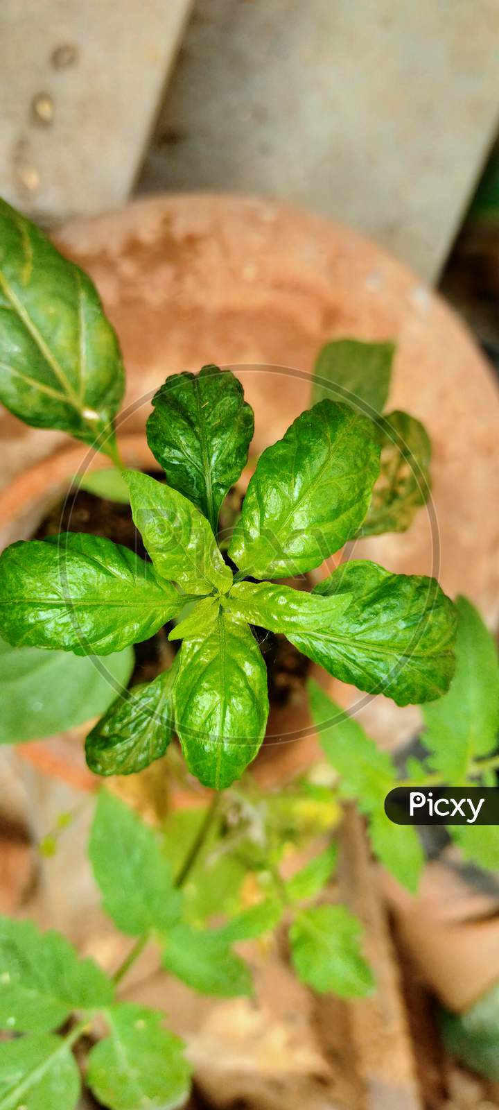 Indian chilly plant in Matka(Indian pot made and bake by soil) soil ,Green leaves