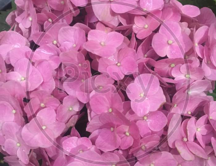 Hydrangea, pink, pink hydrangea
