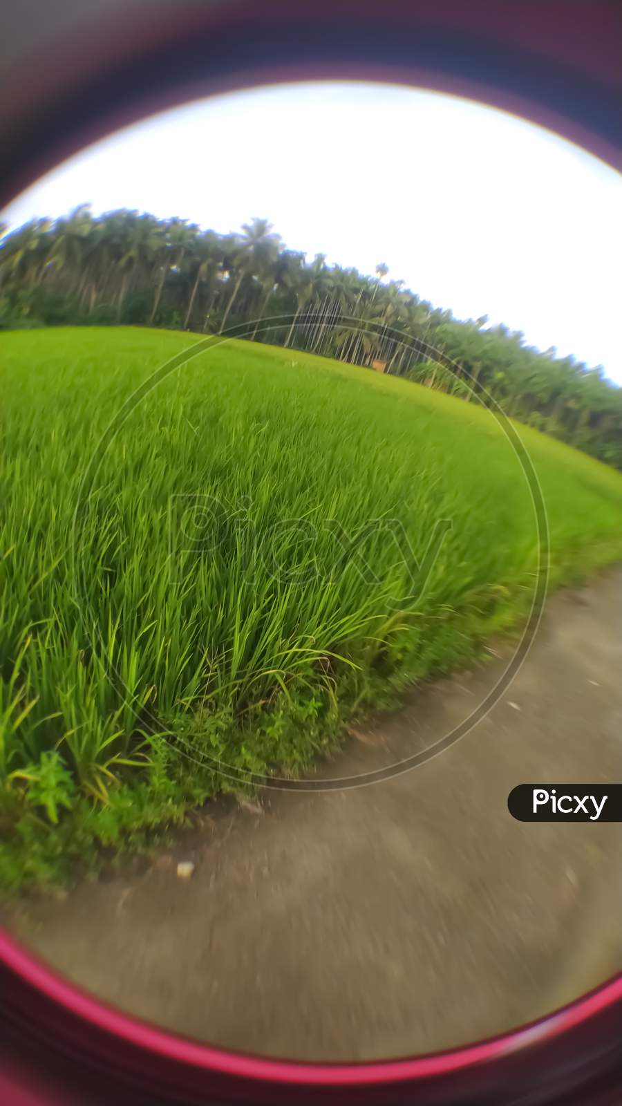 Closeup Of Paddy Field Focus On The Middle