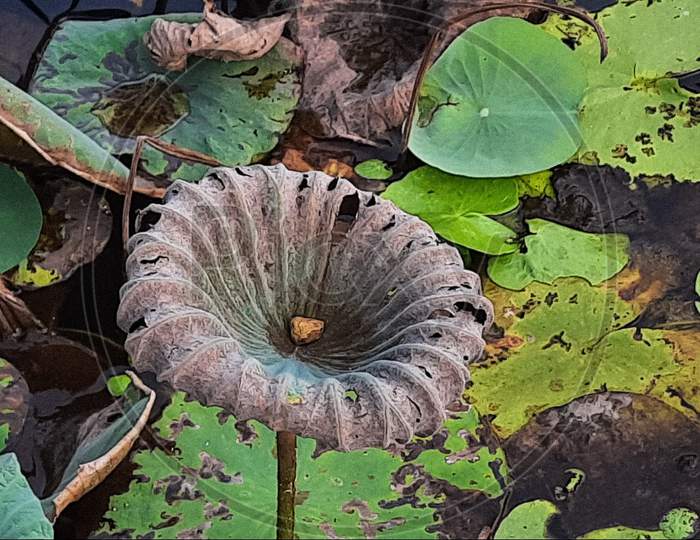 Lotus leaves