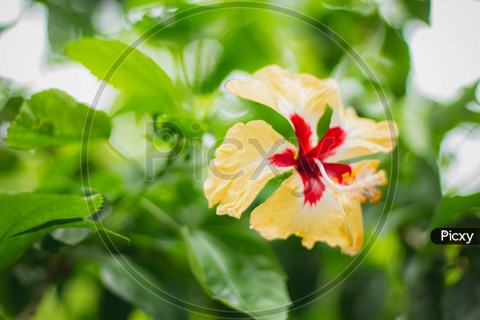 Multicolor Red & Yellow Hibiscus Rosa Flower Close Up Macro Shot . Colloquially As Chinese Hibiscus, China Rose, Hawaiian Hibiscus, Rose Mallow & Shoeblackplant, Species Of Tropical Hibiscus,