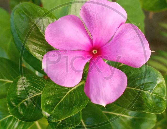 Beautiful flowering plant
