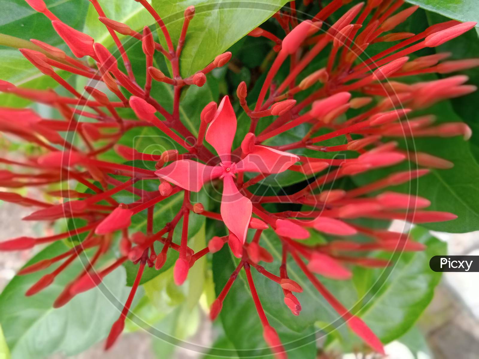 Red Petals flower