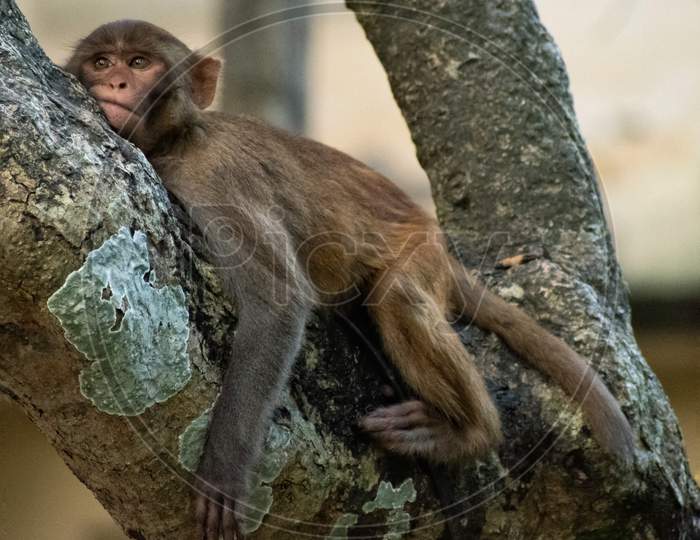 A Monkey resting on branch of tree