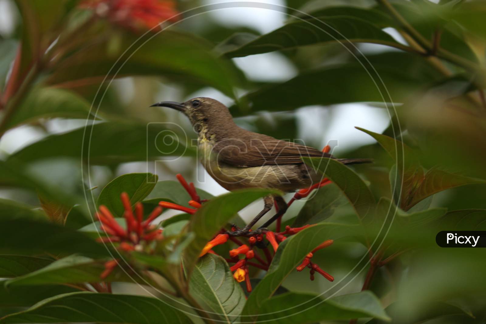 A brown hummingbird sitting on the flowery branch