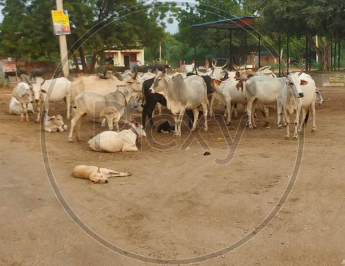 The herd of cows in village in Rajasthan