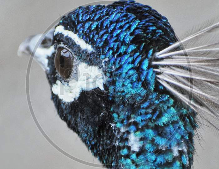 Macro shot of a peacock