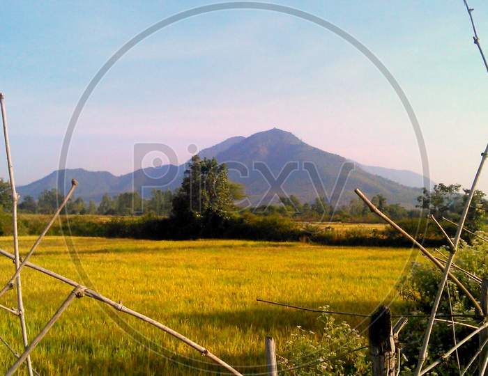 Beautiful Natural scenery and the paddy field.