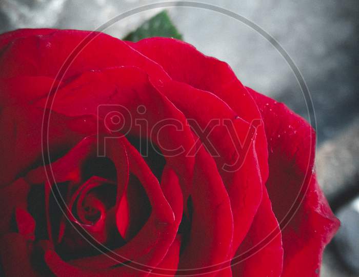 Red rose mobile Photography