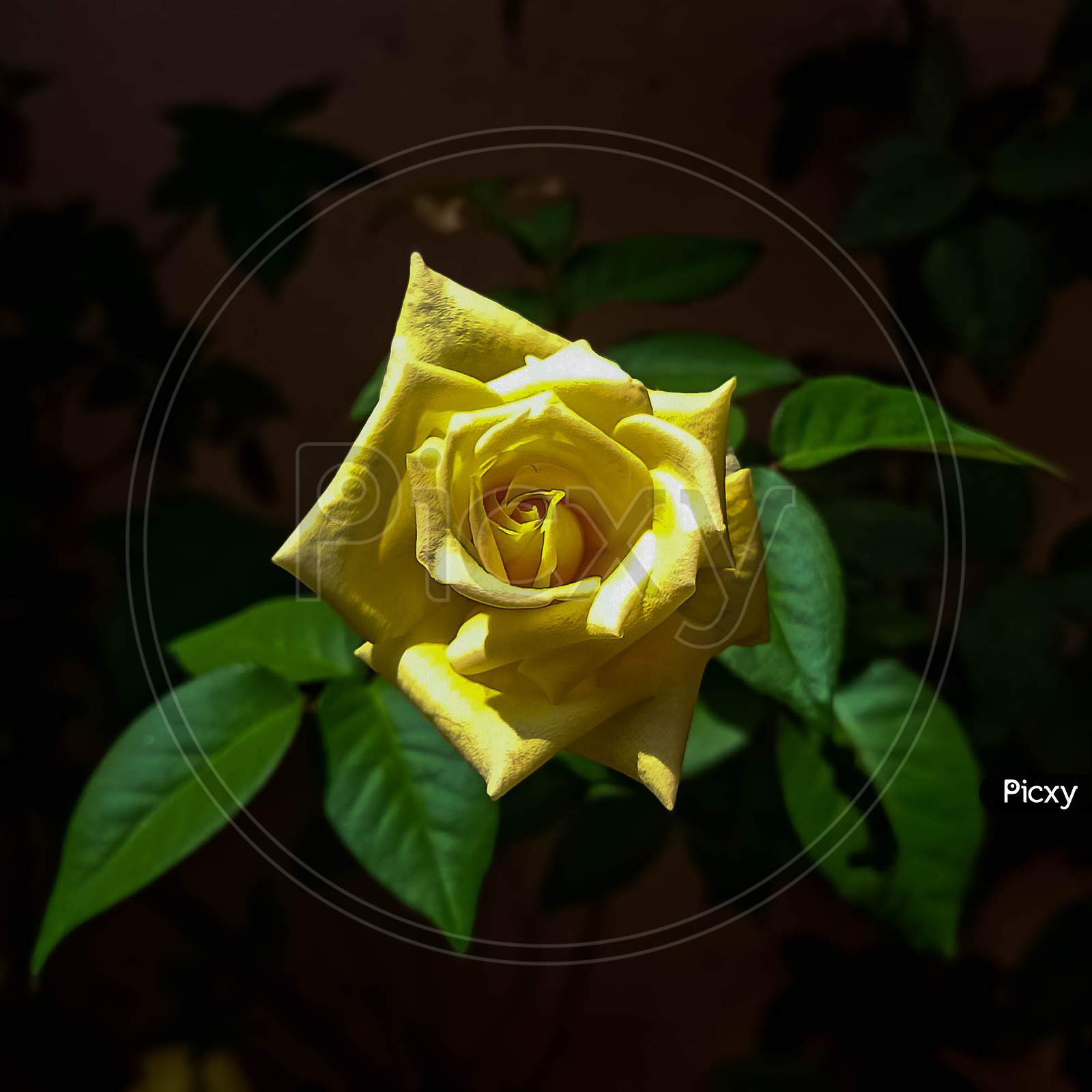 Beautiful Yellow rose with leaves