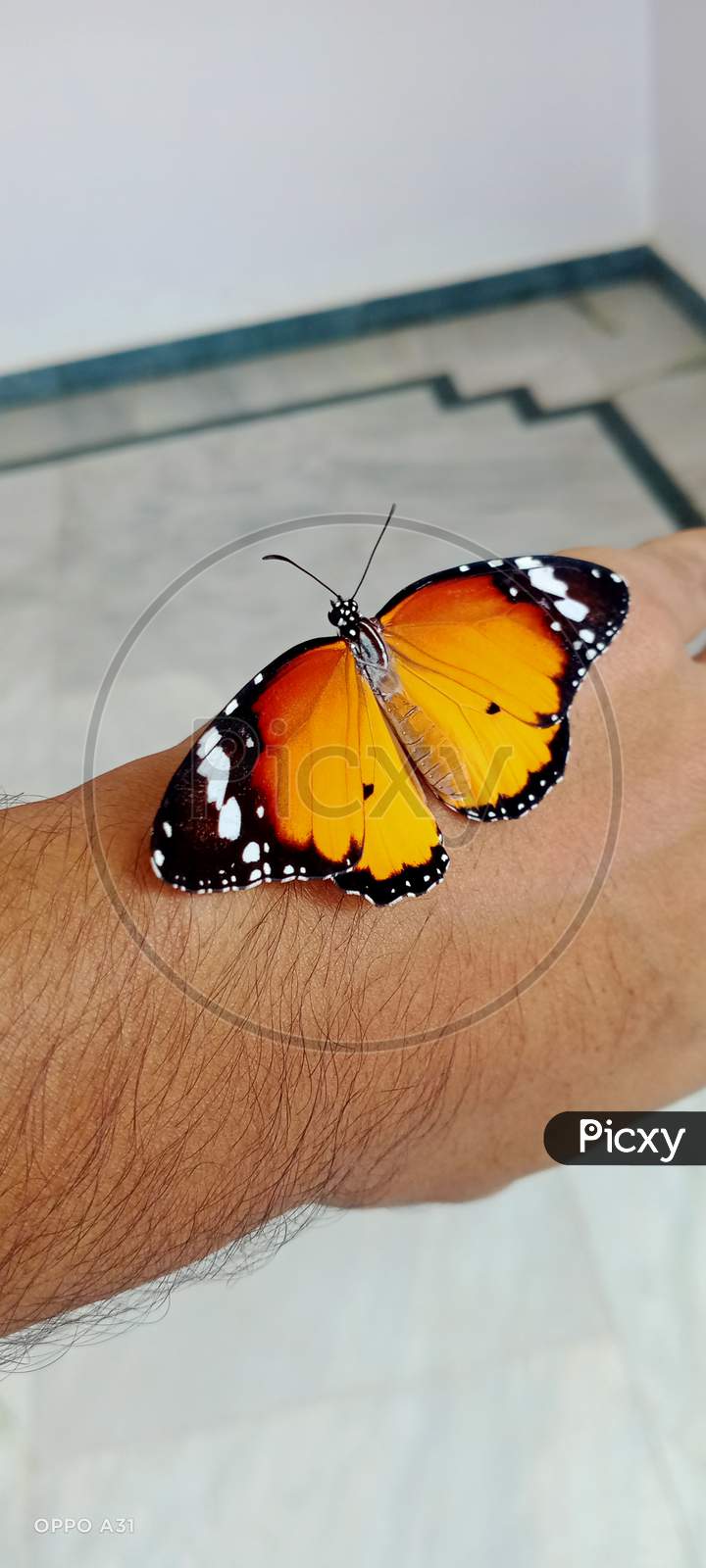 Tiger butterfly 🦋