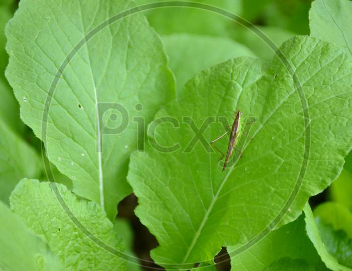 The Small Green Bug Insect On The Spinach Leaves In The Garden.