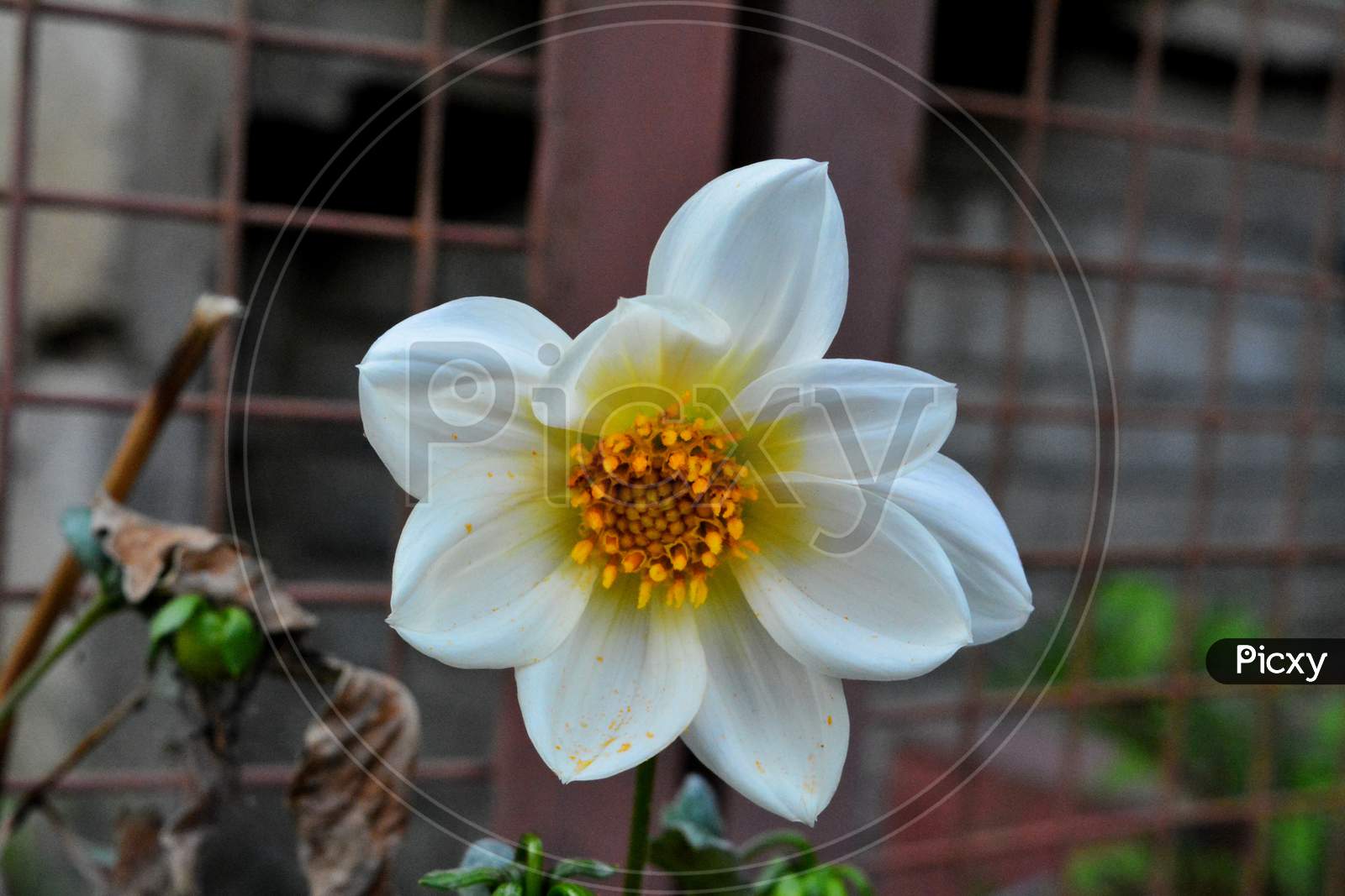 White flower with yellow anther