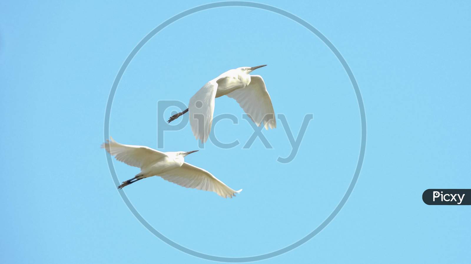 Two Little egret  flying..