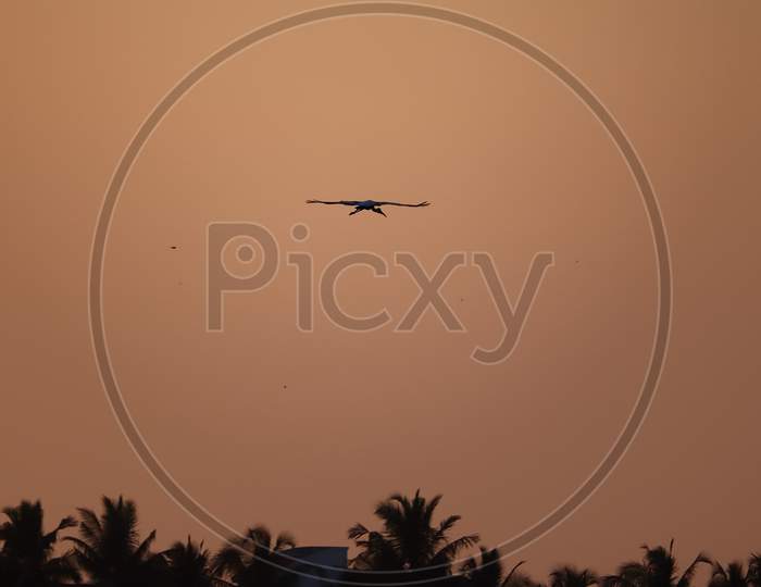 A Silhouette Stork Bird Flies Through The Sky Above The Coconut Before Dawn.