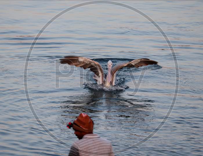 A Pelican Bird Floats In The Lake'S Water, Attracting Fisherman To The Fish