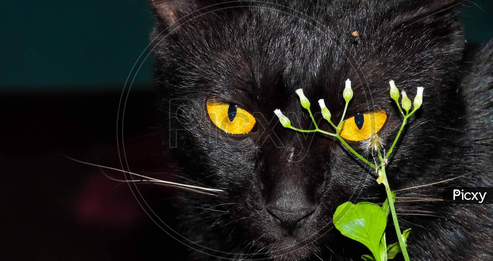 Eye of the black cat.