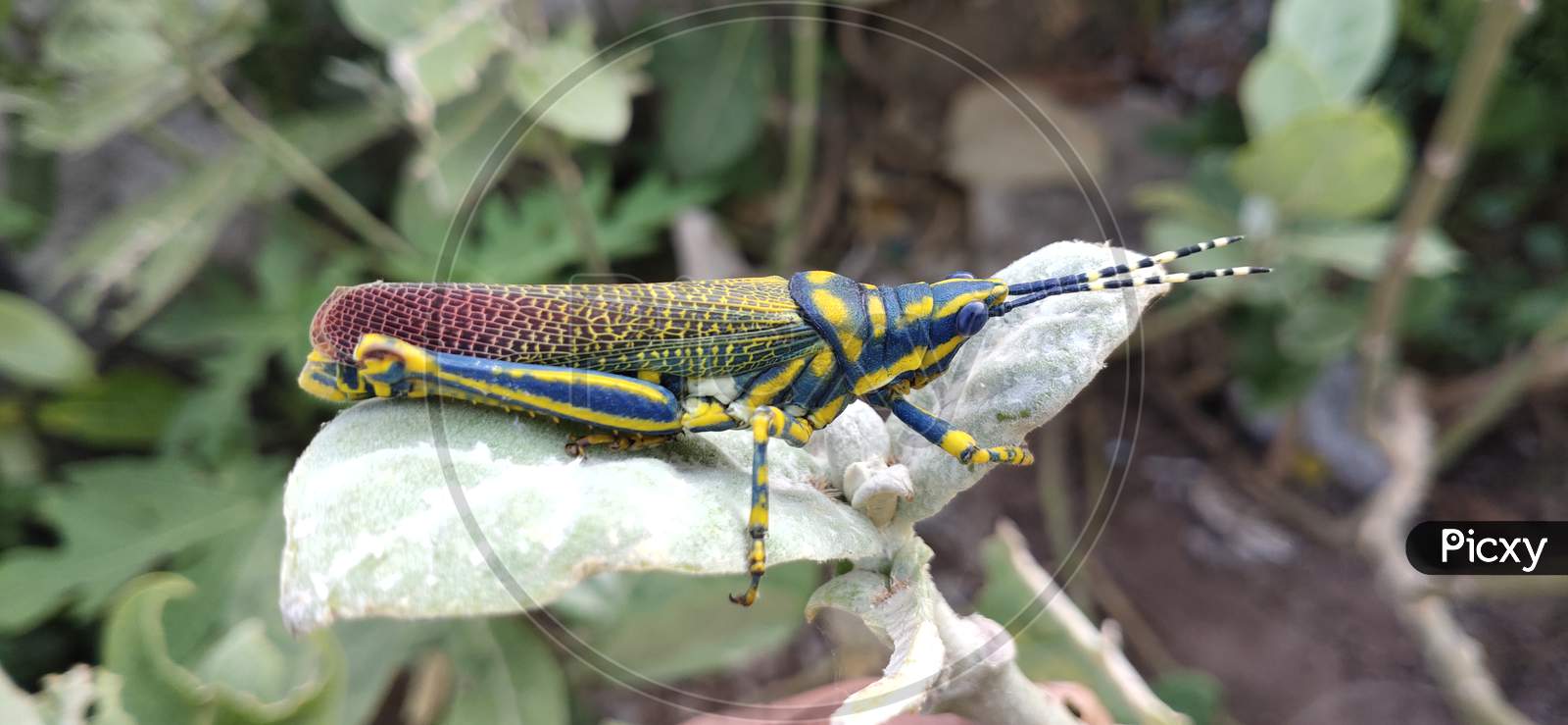 Yellow and Blue color Grasshopper