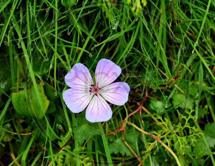 A purple flower with green grass in the backdrop