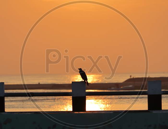 Silhouette Crow Bird Sitting On The River Bridge At Sunrise