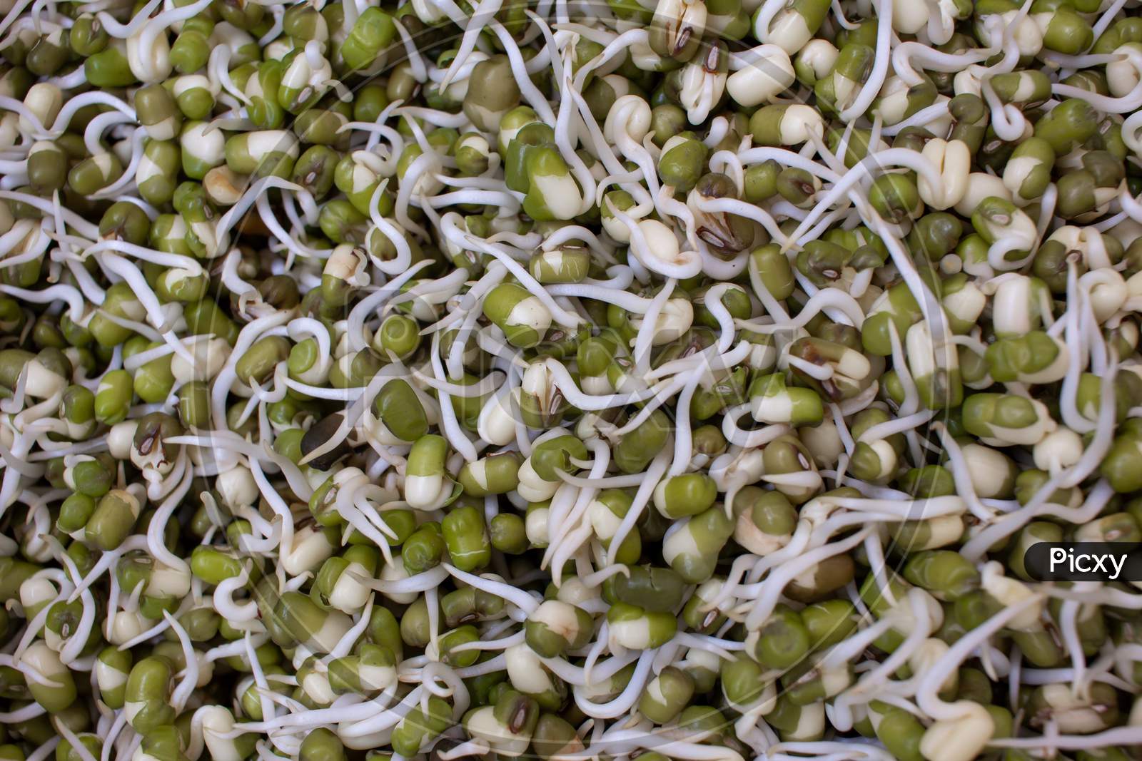 View Of The Green Gram Sprouts. Germination Of Mung Beans Which Is A Healthy Food