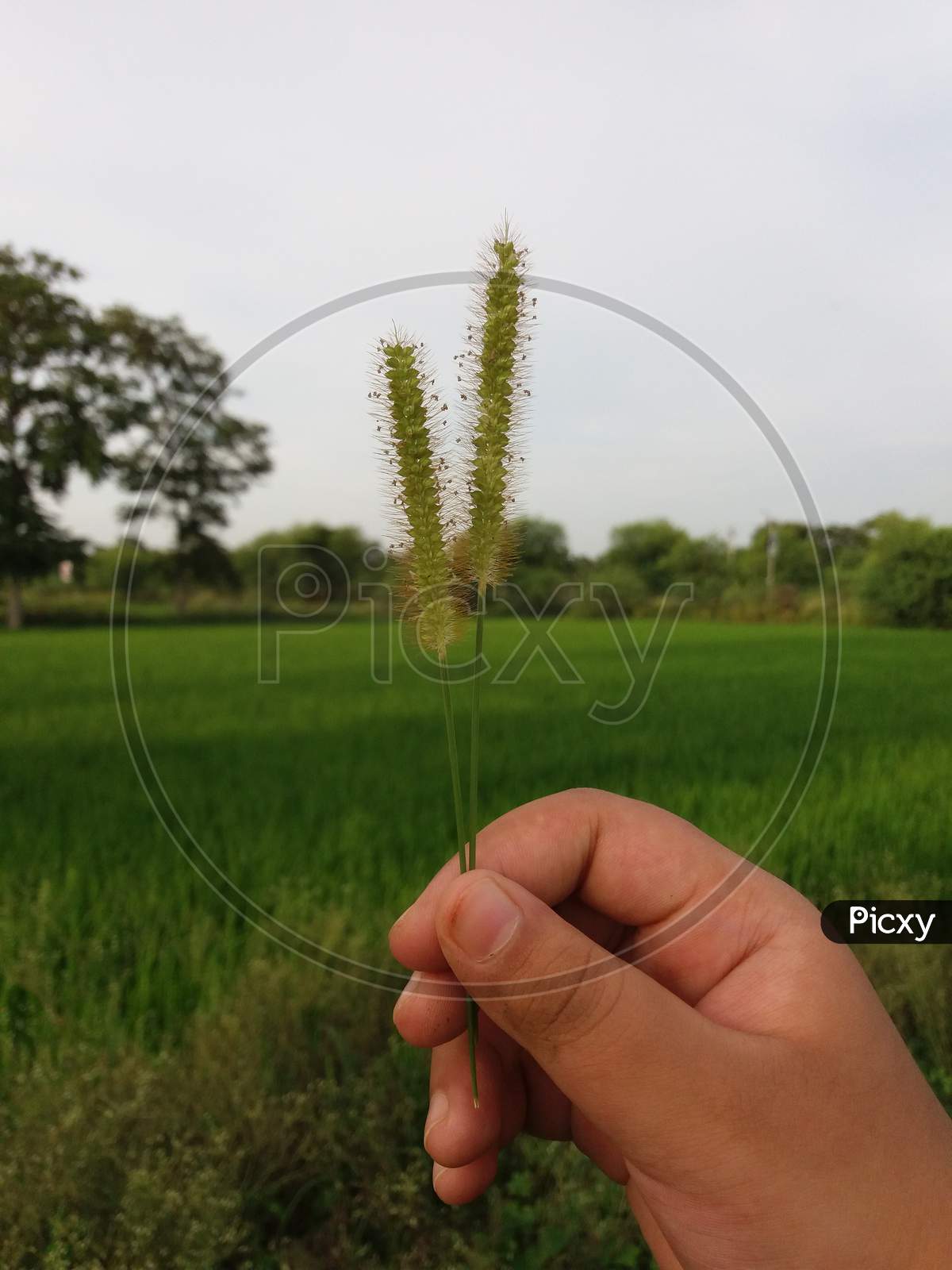 Child holding grass at indian rice field