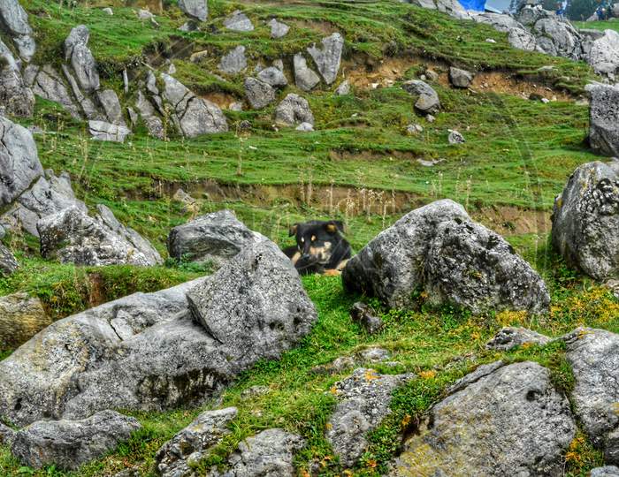 A mountain dog resting on grass on Triund hill