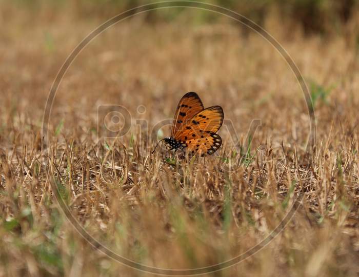 butterfly on the ground, seated in grass.