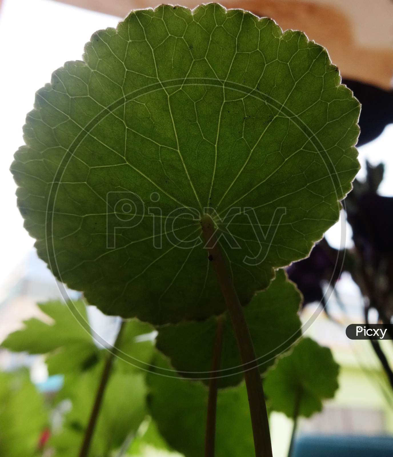 Leaf backside