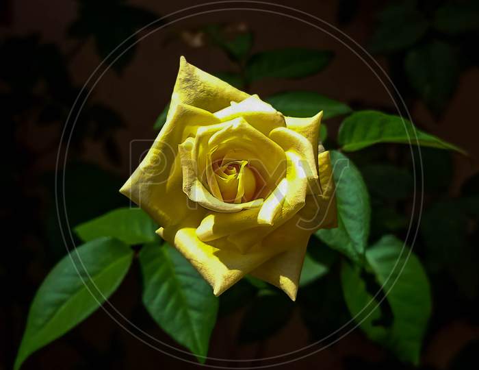Beautiful Yellow rose with leaves