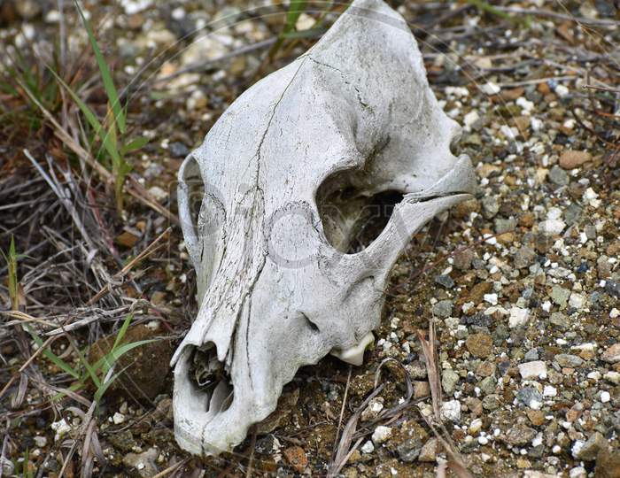 the skeleton of a dog inside a jungle