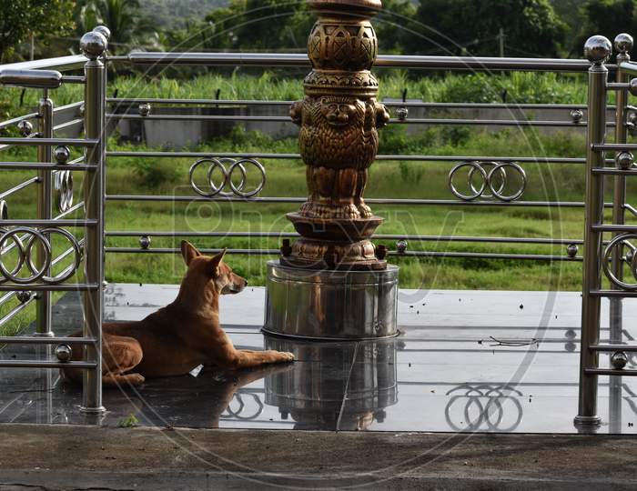 the dog bowing its head towards the national symbol of India