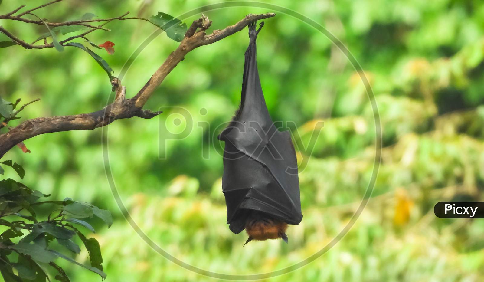Bat is tied and sleeping.