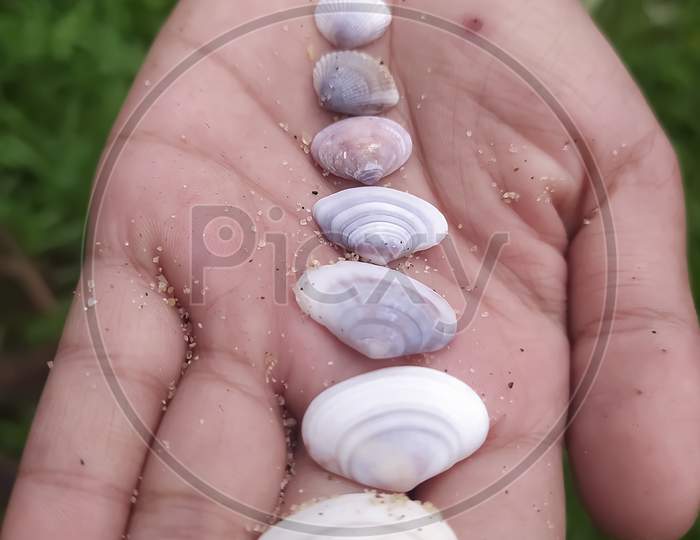 Closeup Of Shells Isolated On A Mans Palm