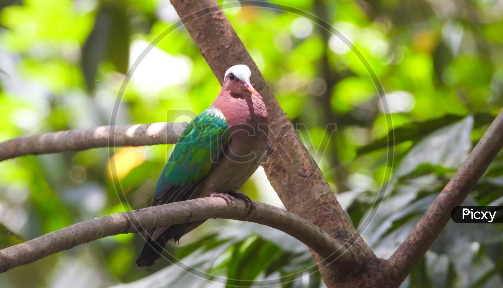 Emerald dove sitting on a tree.