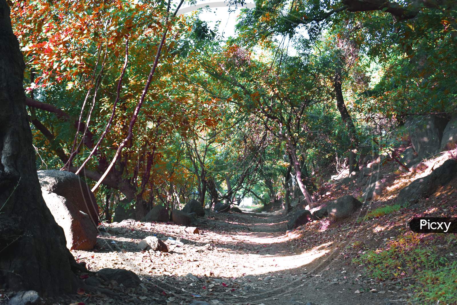 A Path Between A Forest With Beautiful Tress With Different Colour Of Leaves