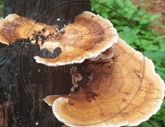 Closeup Of Mushrooms Isolated On A Wood