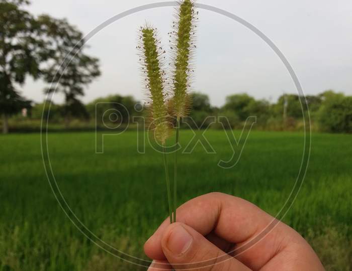 Child holding grass at indian rice field