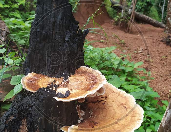 Closeup Of Mushrooms Isolated On A Wood