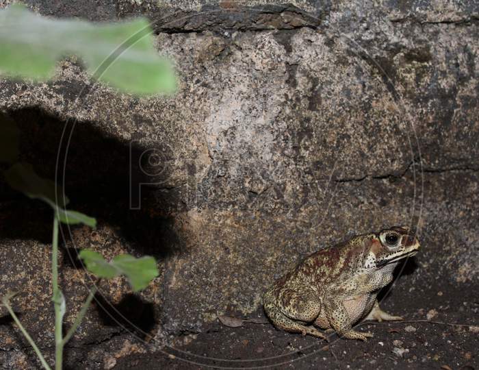 Duttaphrynus Melanostictus Is Commonly Called Asian Common Toad, Asian Black - Spined Toad,