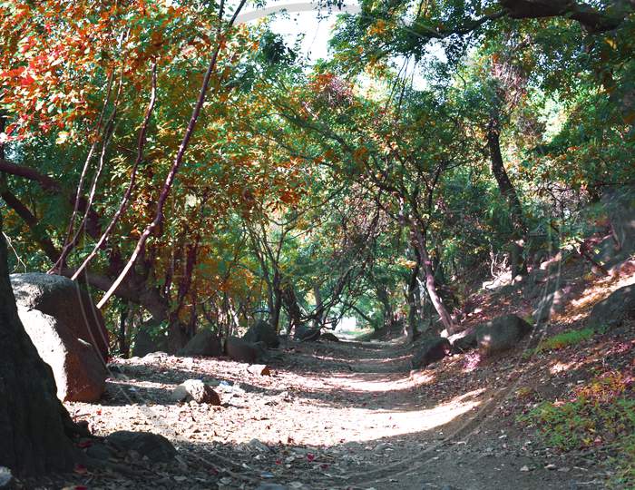 A Path Between A Forest With Beautiful Tress With Different Colour Of Leaves