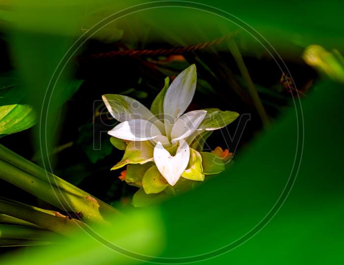 Nature Photography Of White Yellow Flower With Fresh Green Leaves, Buds On Turmeric Tree At Garden. Beautiful Design Flowers Blossomed In Ginger Plant In Bright Morning Sunshine. Copy Space For Text.