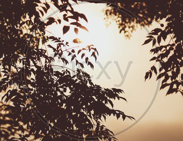 A retro view of sunset in the forest
