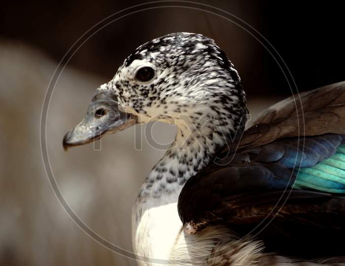 Duck portrait